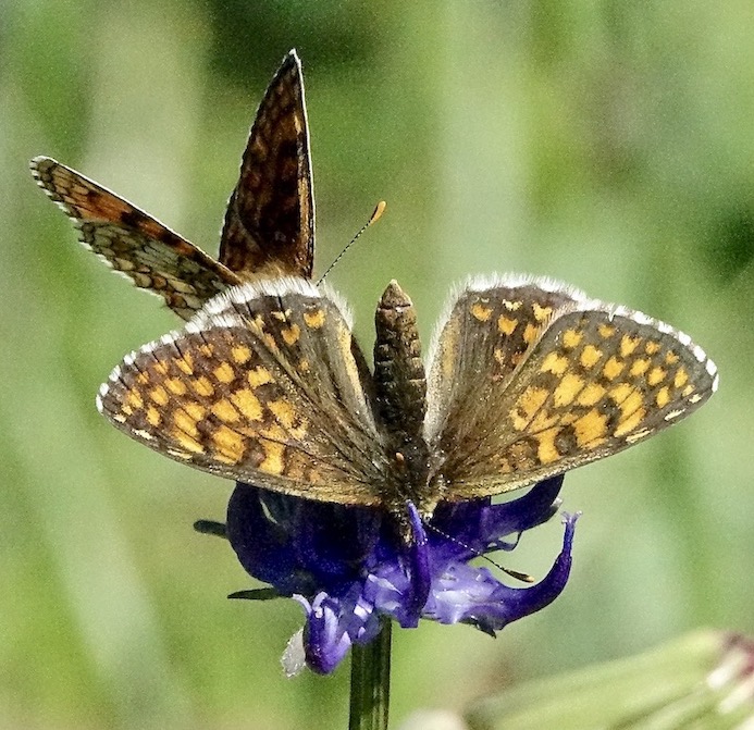 heath fritillary